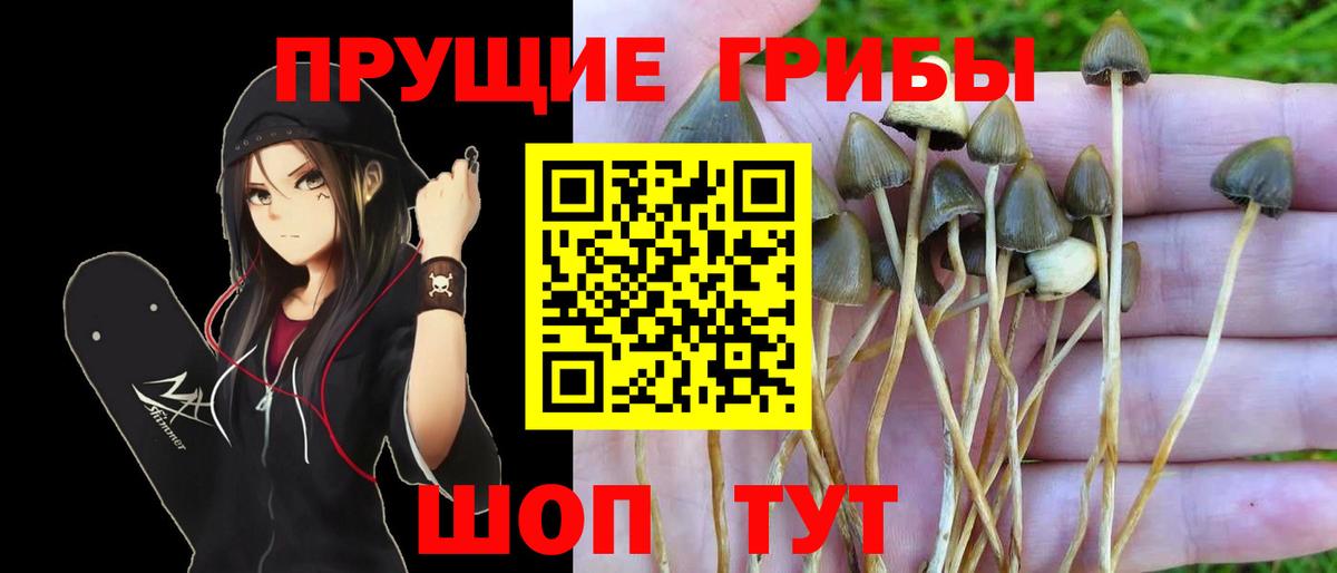 Псилоцибиновые грибы MAGIC MUSHROOMS  Вход с VPN  Псилоцибиновые грибы Psilocybine cubensis  Каспийск 
